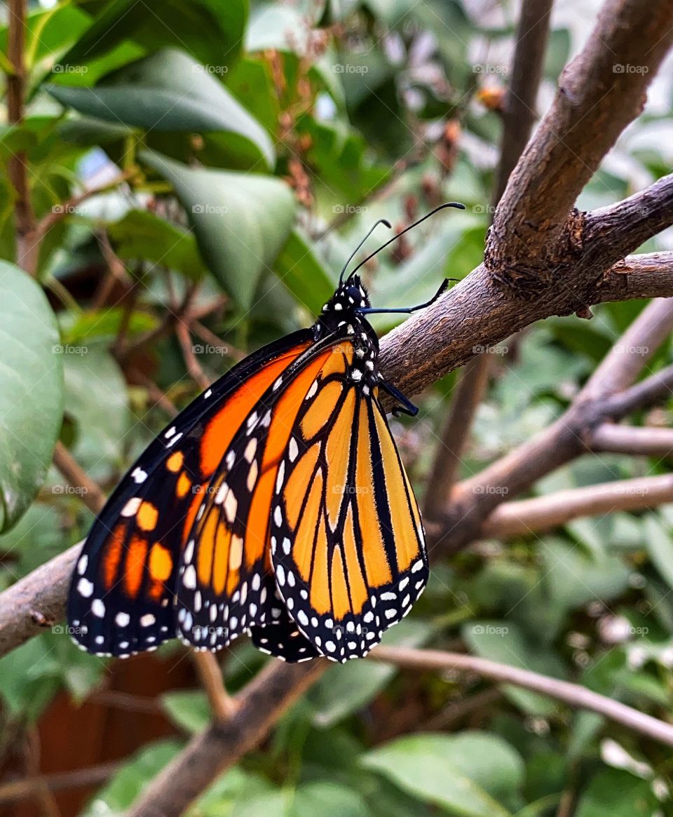 Monarch butterfly 