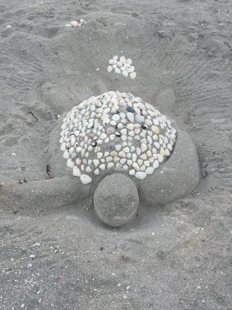 "Sea" turtle
