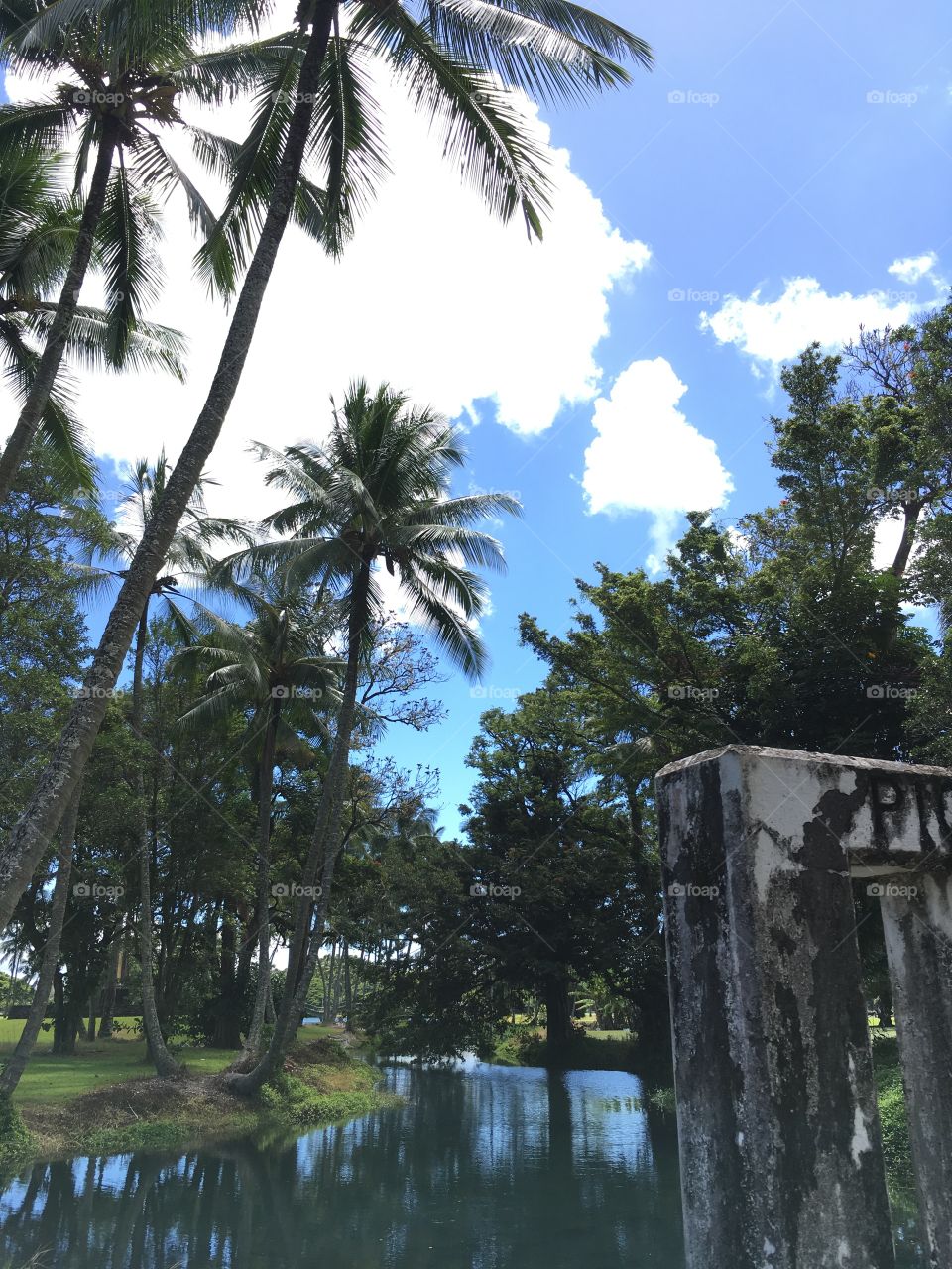 Coconut palm trees Hawaii