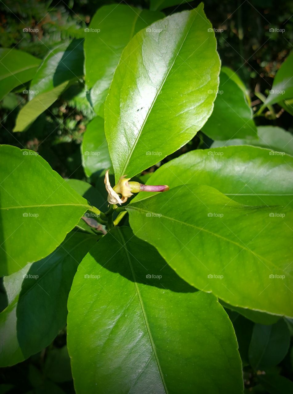 Close-up of lemon plant
