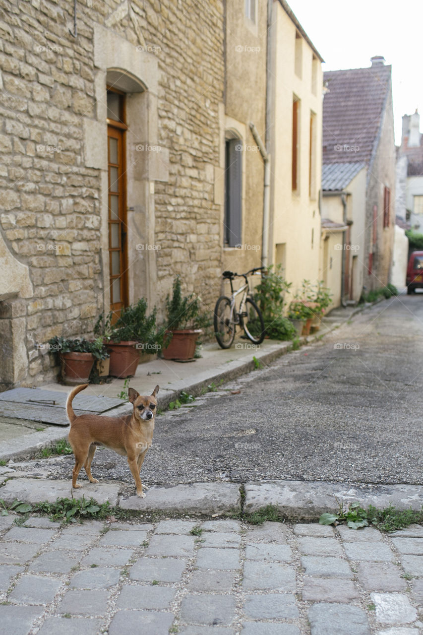 Dog on street in French village 