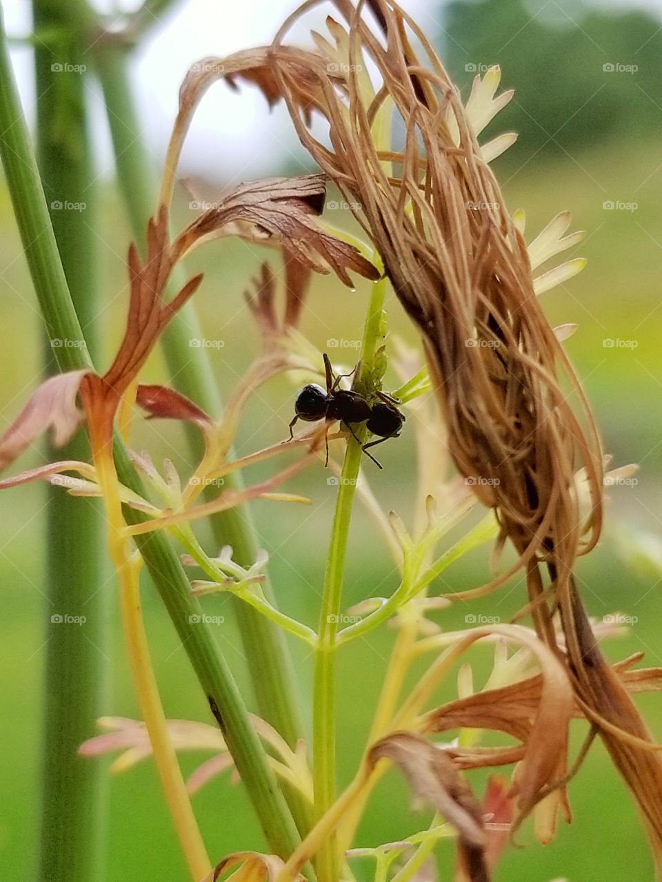 Ant in the foliage