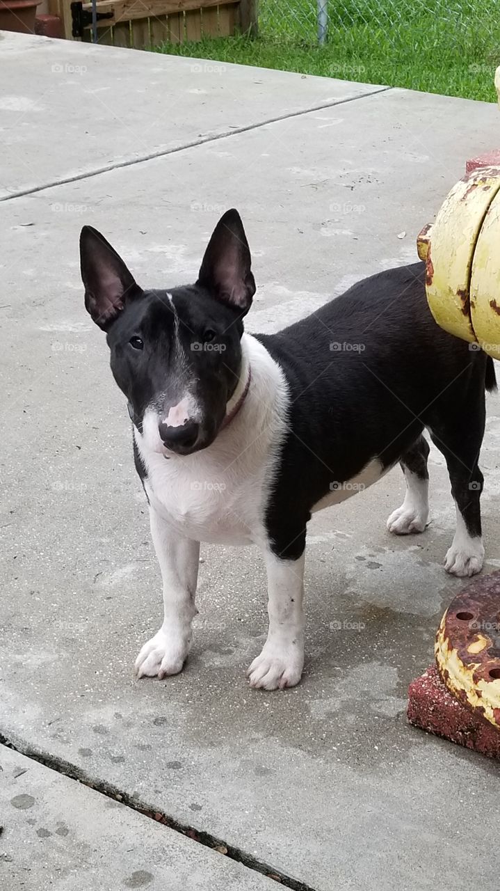 Milli Tot the sweet Mini Bull Terrier