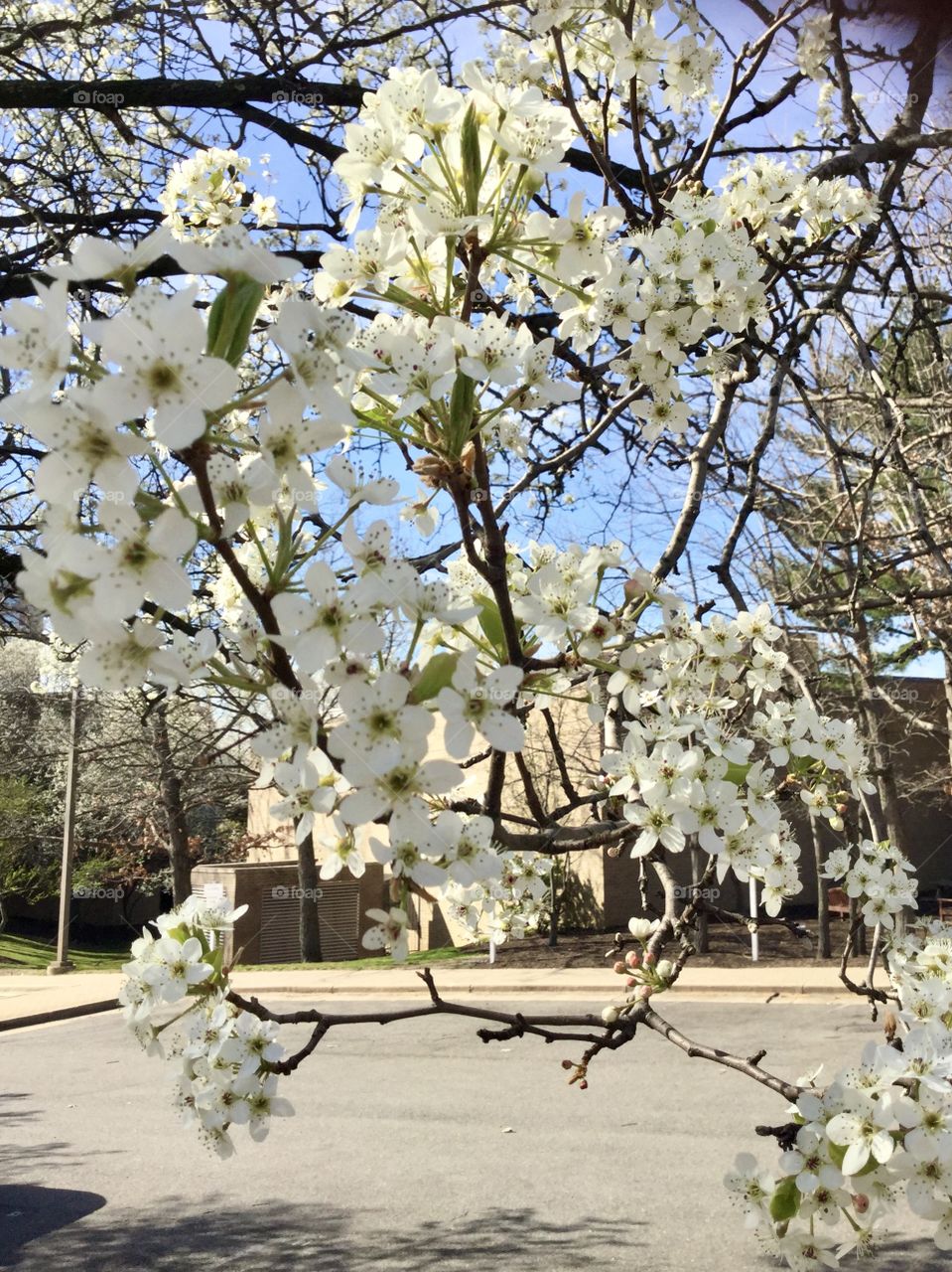 Beautiful  white cherry trees blooming 