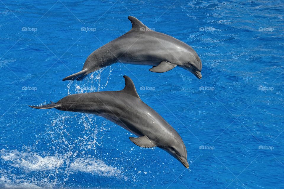 Dolphins