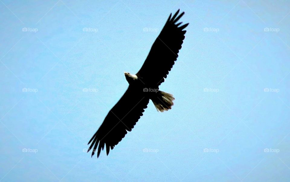 Bald Eagle high in Flight