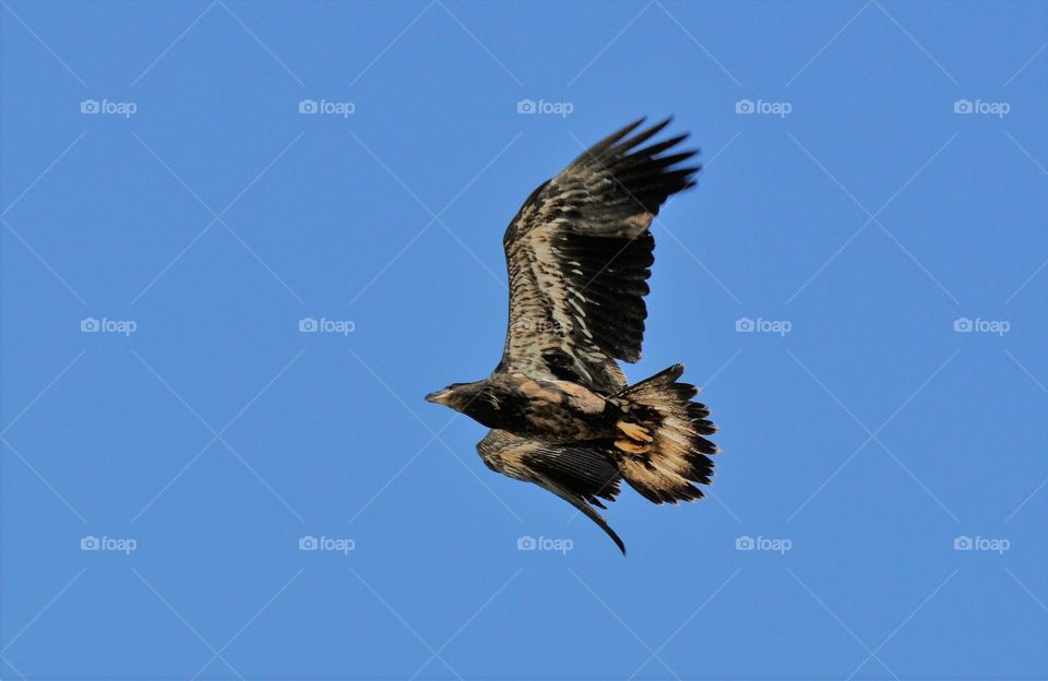 baby bald eagle flying from the nest stretching its wings.