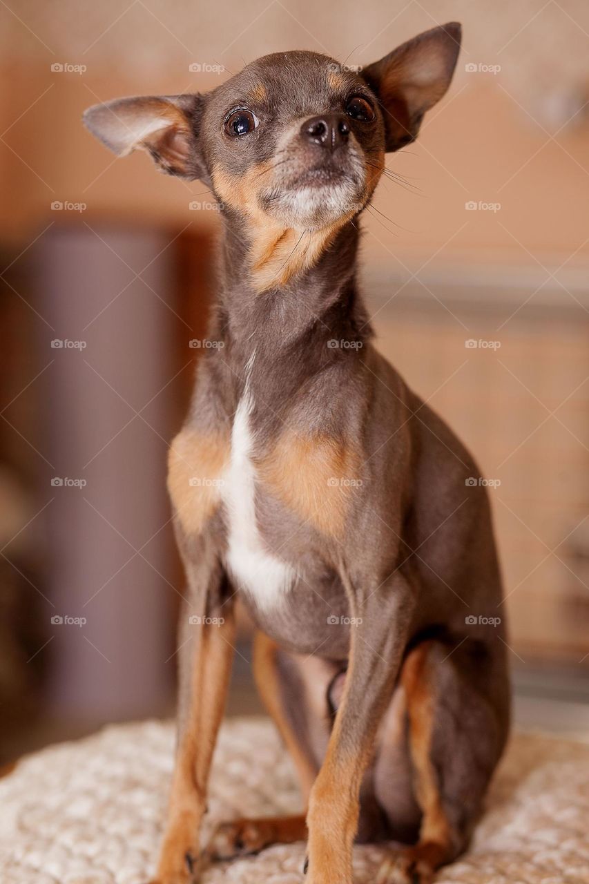 Russian toy terrier named Fluffy loves to be photographed