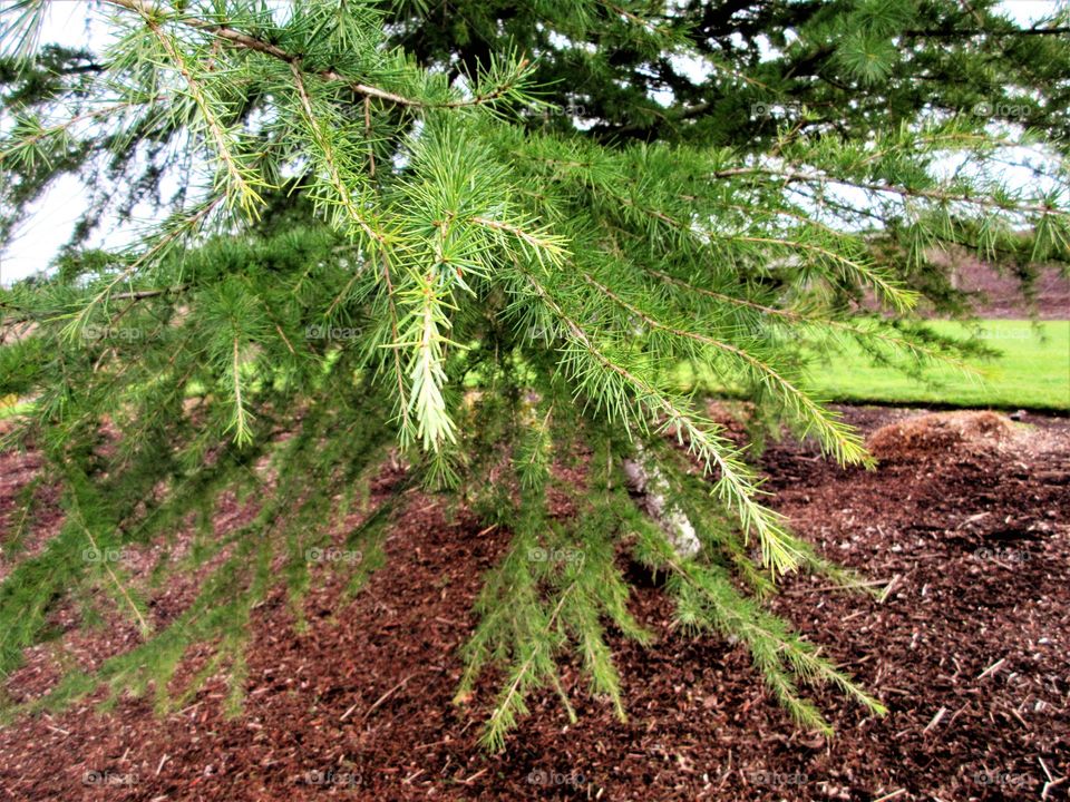 new growth on evergreen