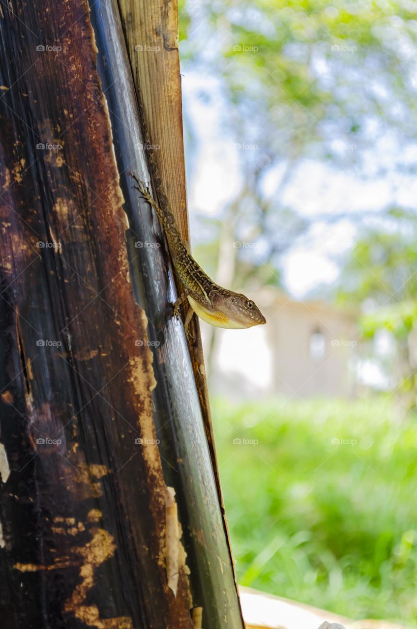 Lizard On Banana Tree