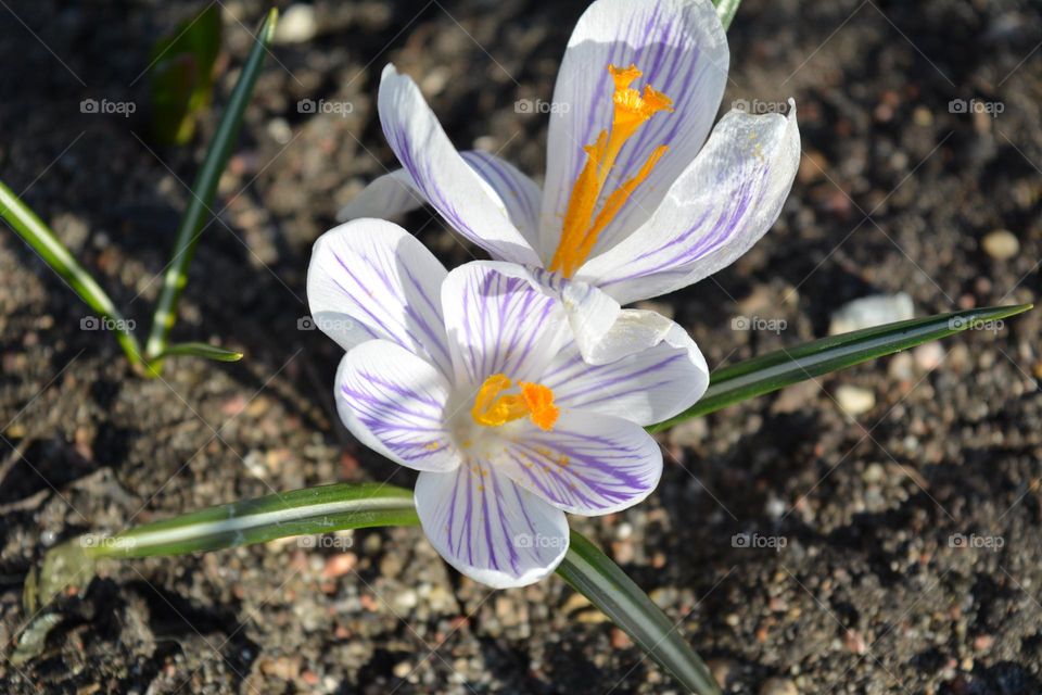 crocus flower spring beautiful nature