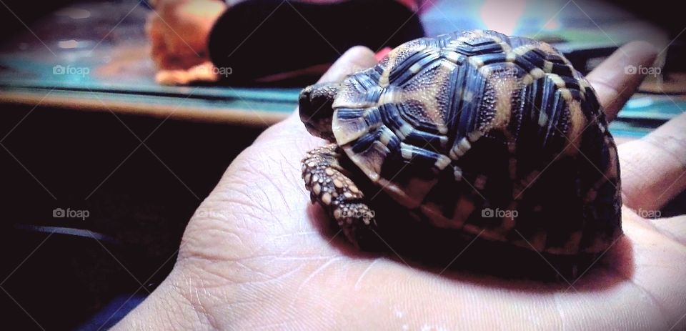 #tortoise on ✋