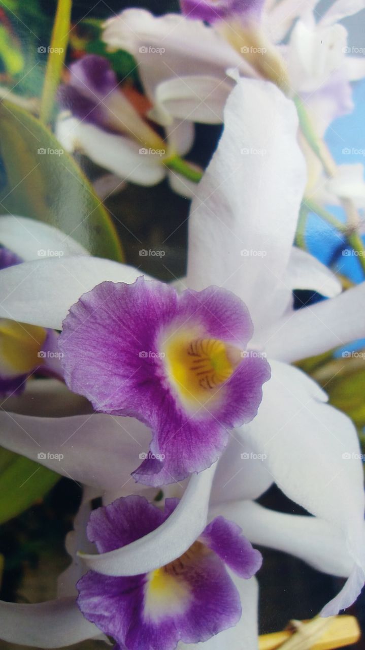 orquídea