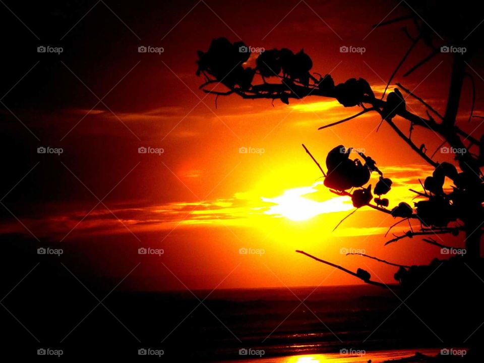 Sunset, Silhouette, Backlit, Evening, Dawn