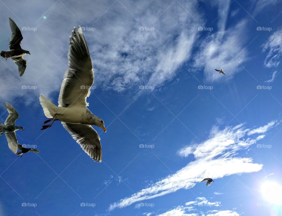 Seagulls, Seattle, WA