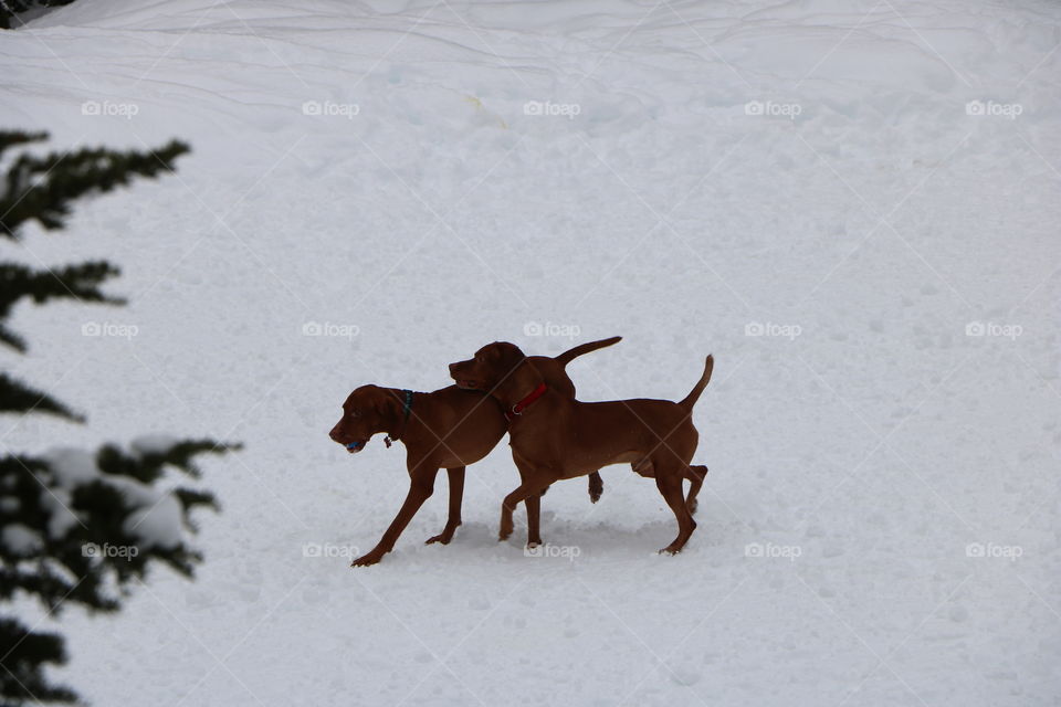 Dogs playing on the snow