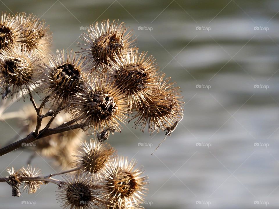 beautiful plants