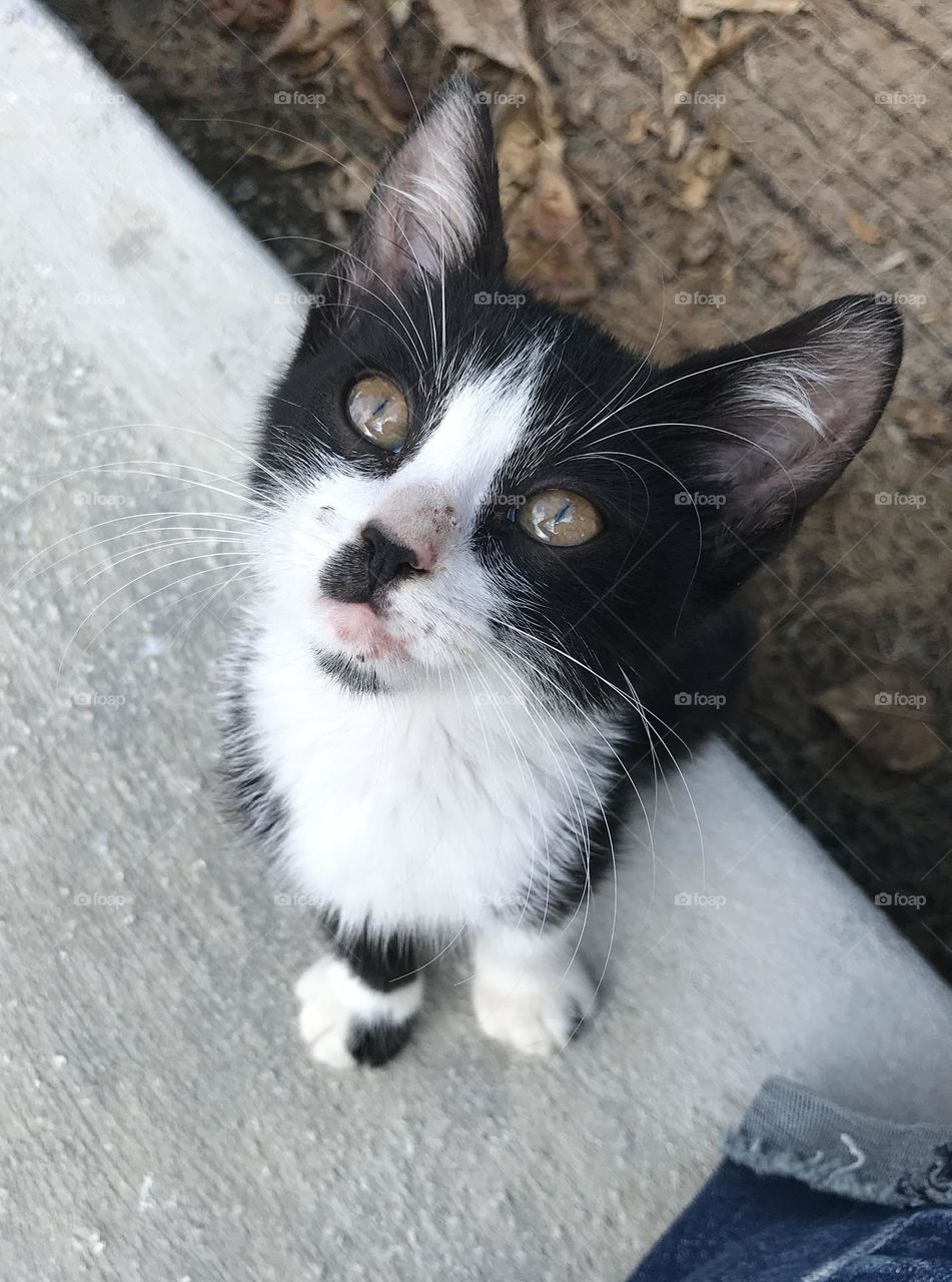 Tuxedo kitten portrait