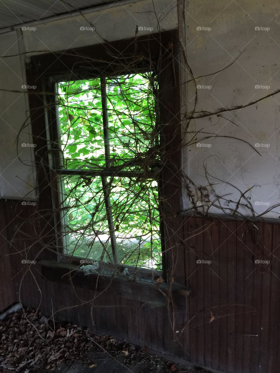 Vines in the window