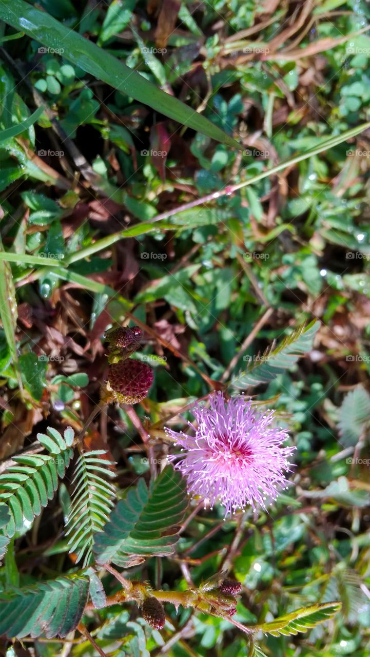 Nidikumba Flower