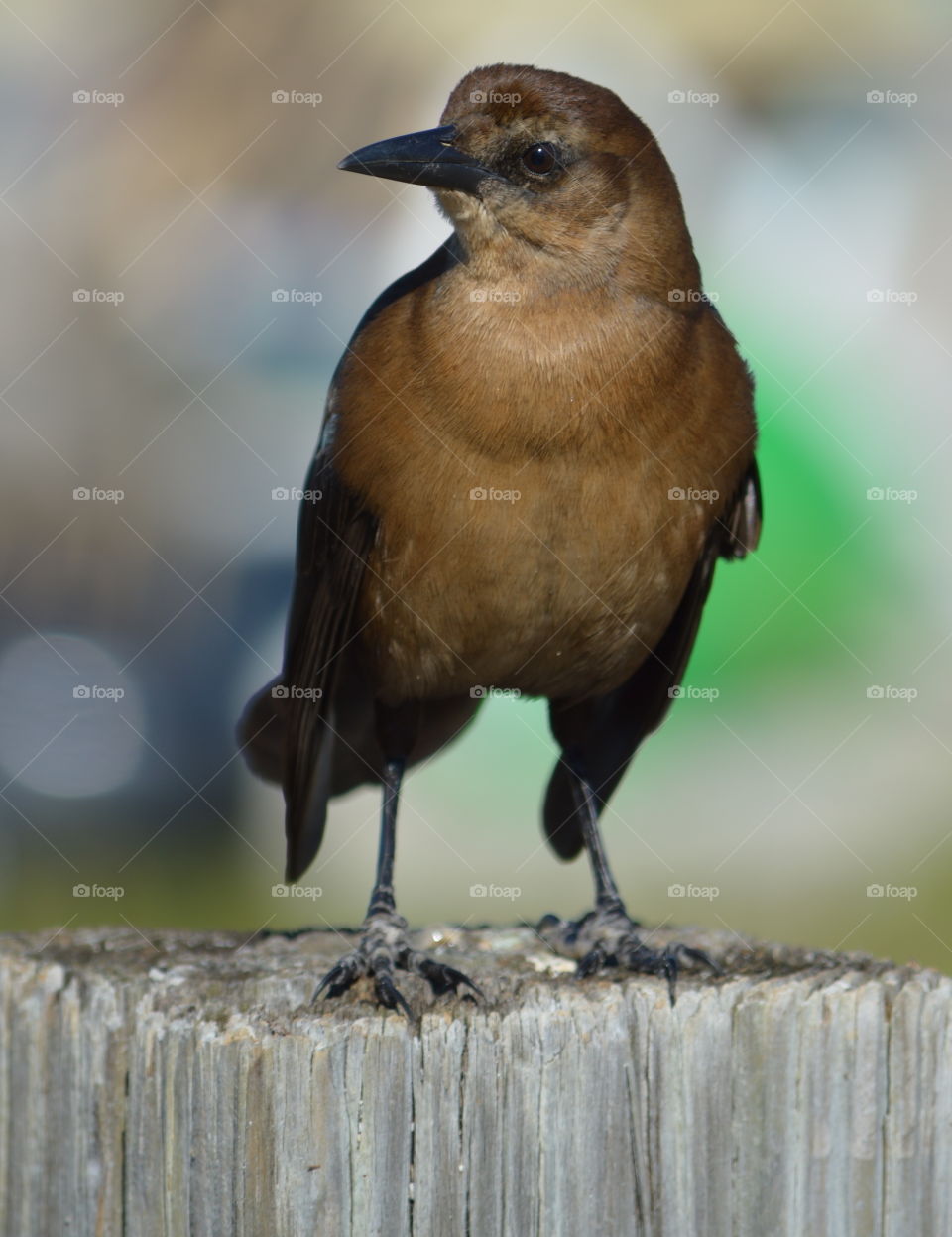female boat-tailed grackle 2