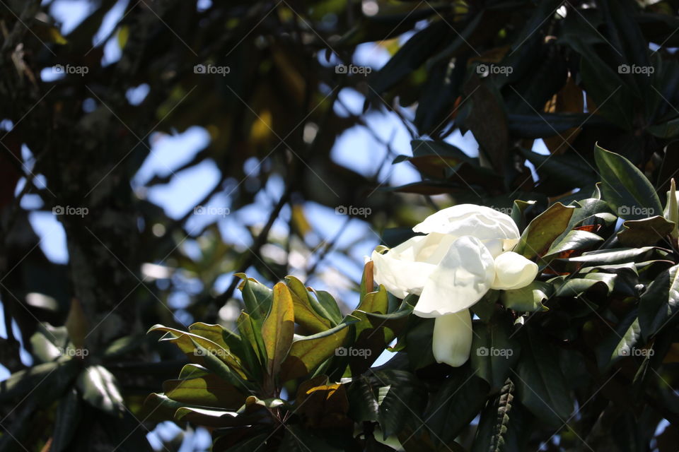 Magnolia Tree