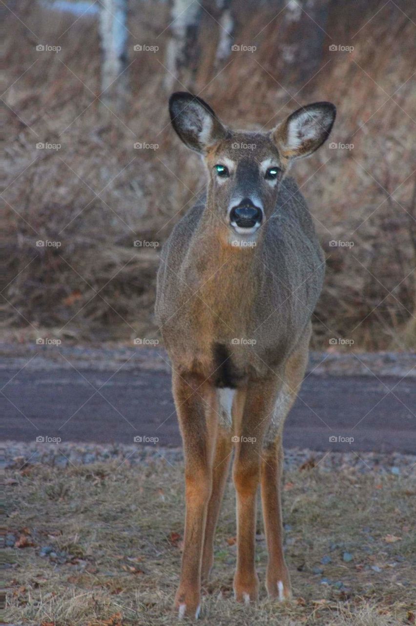 Two Harbors MN