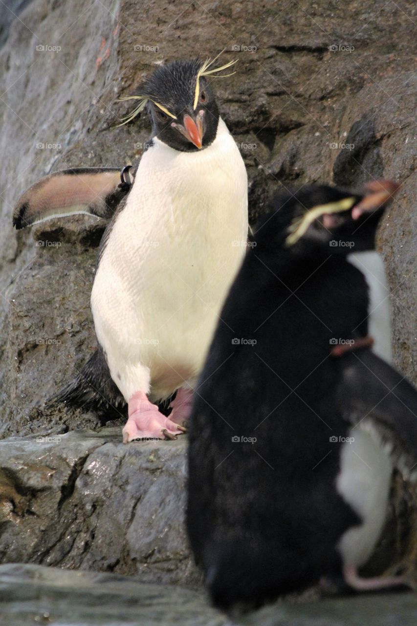 Penguins 