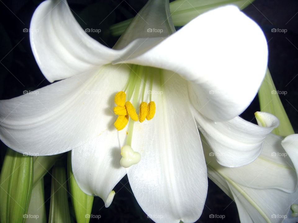 Easter Lily Flower Close Up