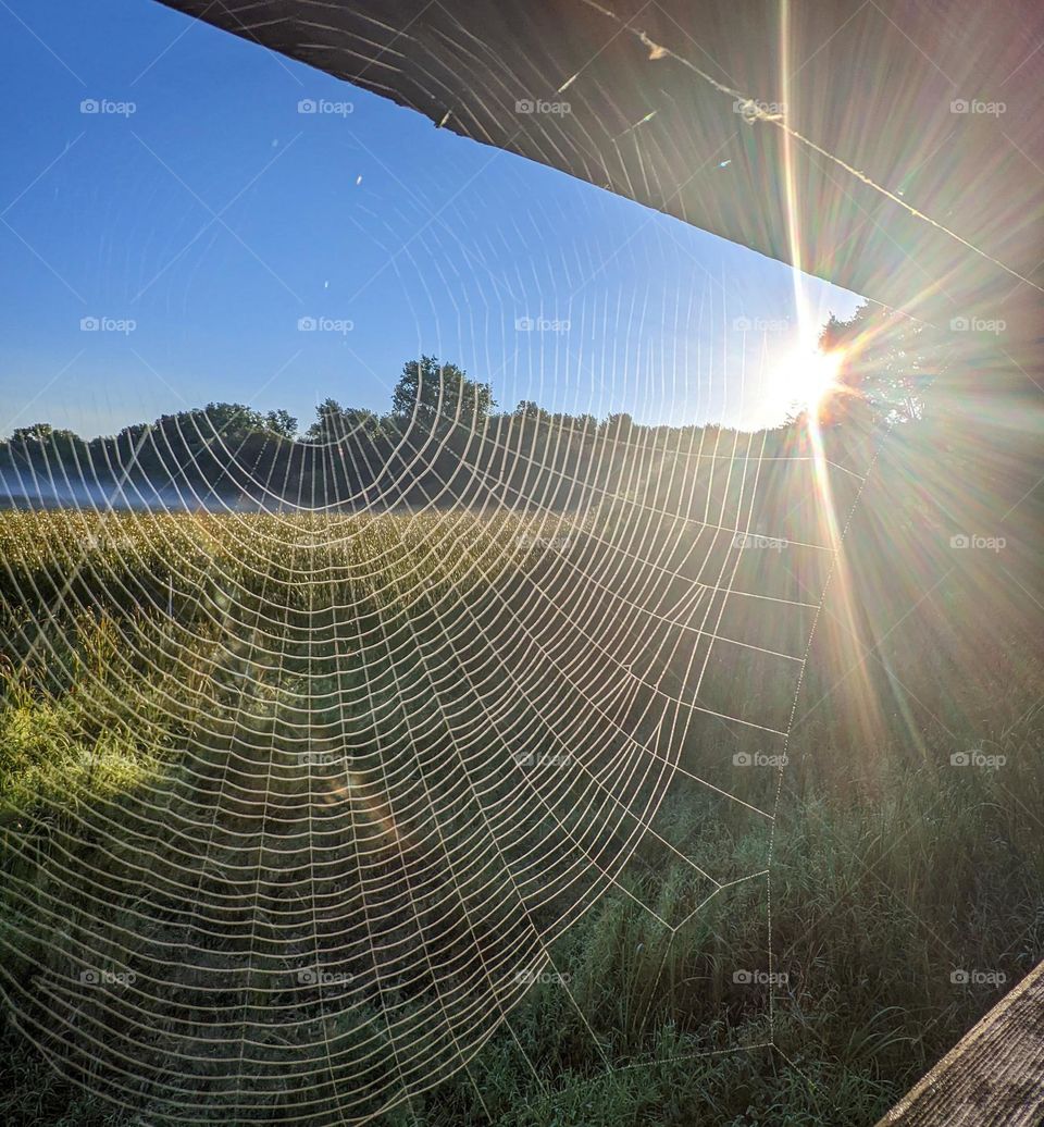 Impressive art work from a spider 🕸️
