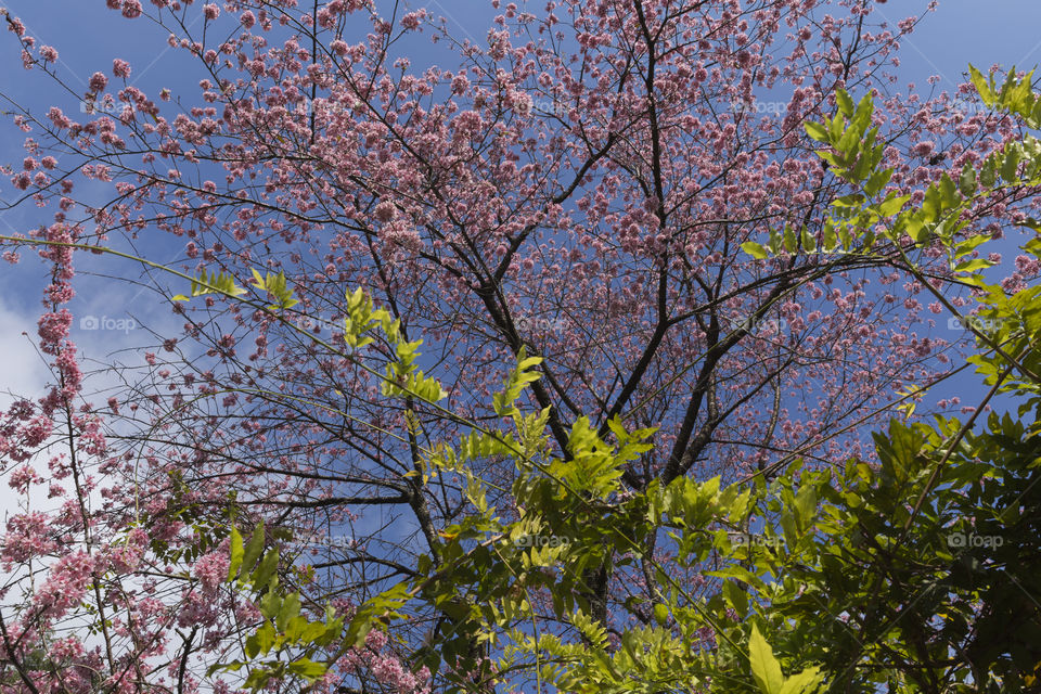 Cherry blossoms.