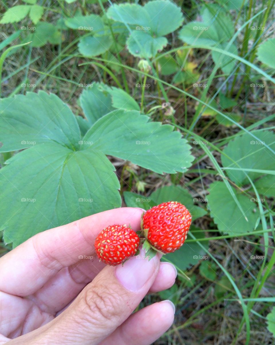 red ripe strawberries harvest in the hand summer time