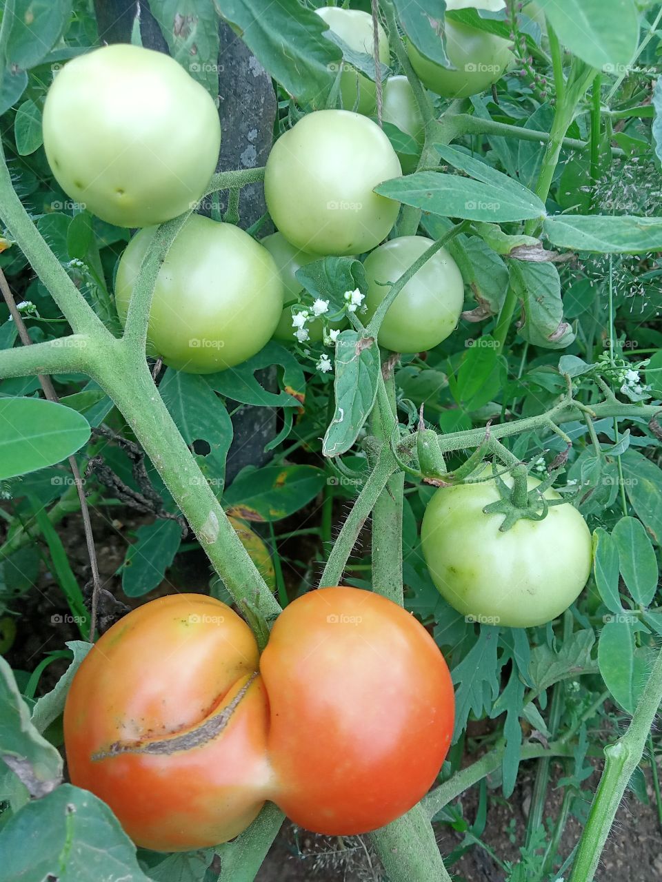 tomato 🍅 jaint double