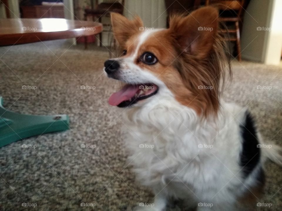 Papillion at Home