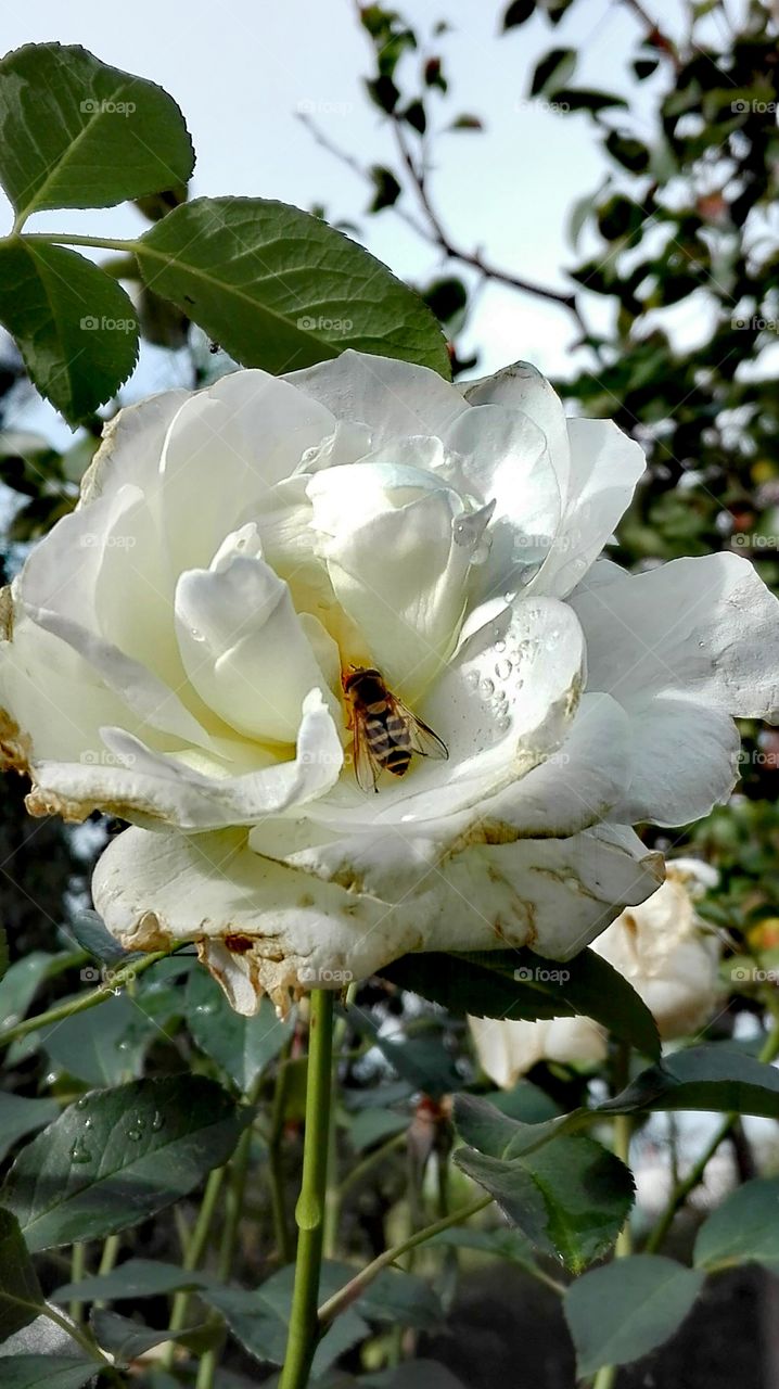 White rose and bee.