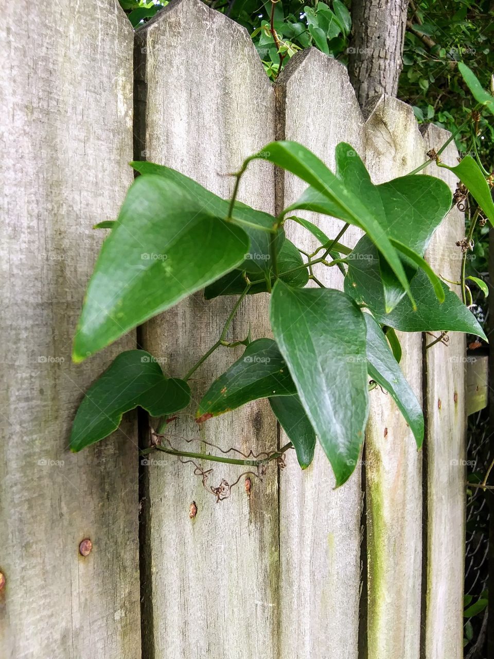 waxy leaves of a vine