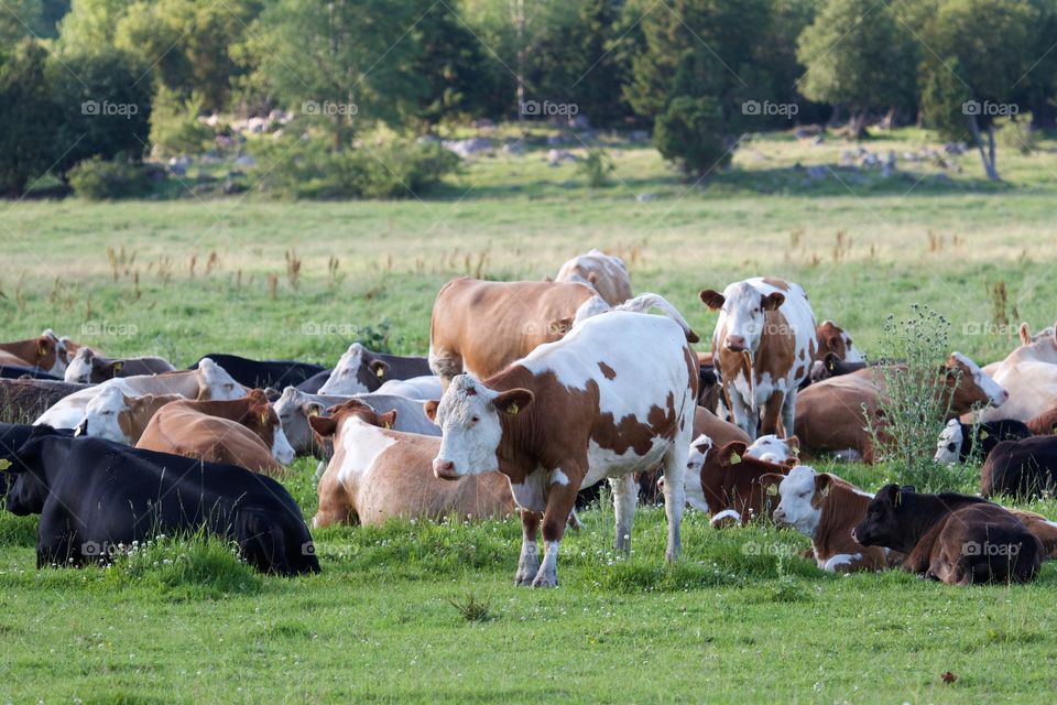 Cows resting on pasture