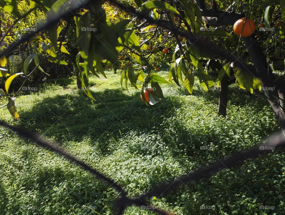 garden with orange trees through a fens