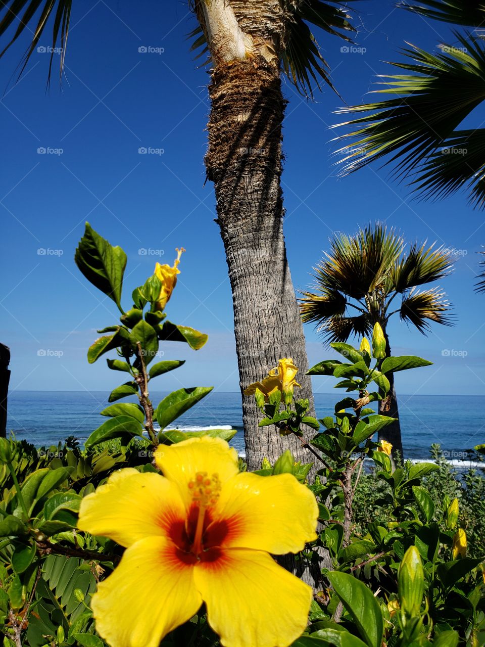 hibiscus and palm trees