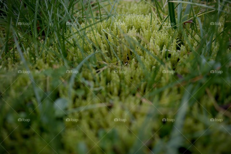 Green moss 