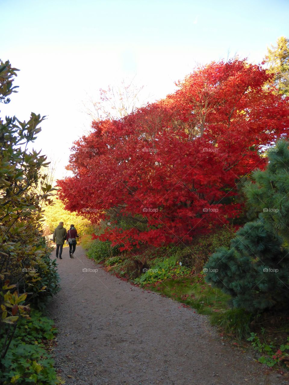 Couple walking in the botanic garden of Gothenburg 