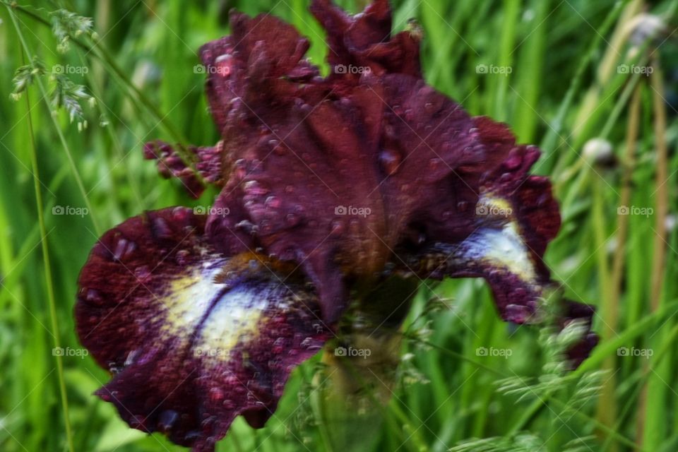 Iris passion