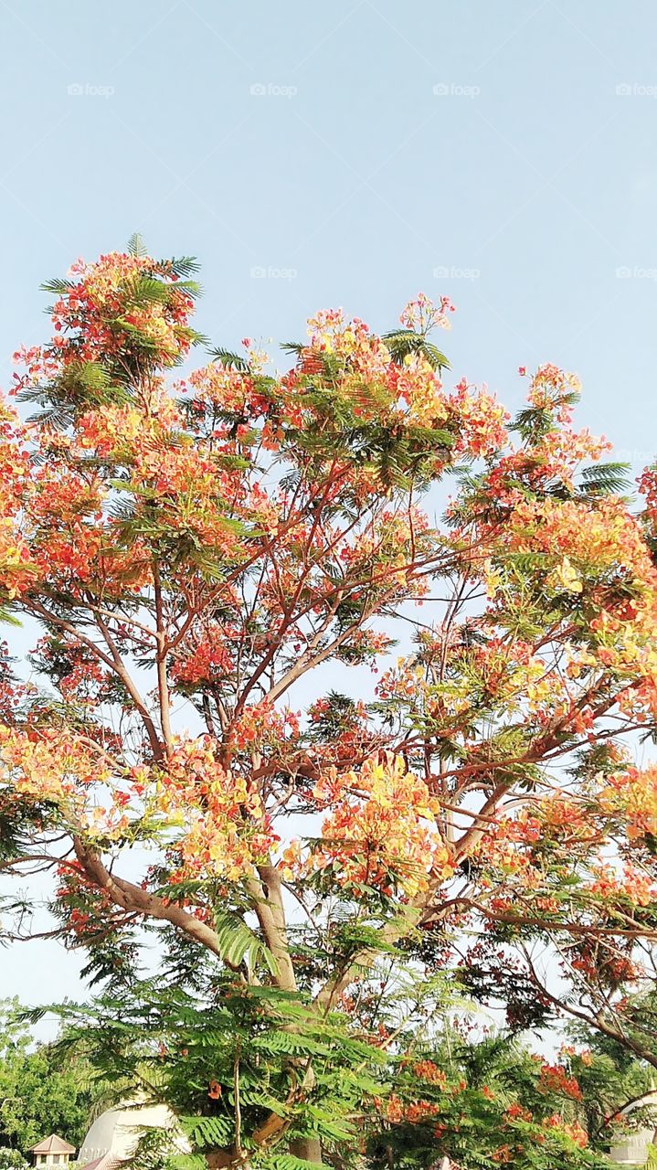 Computer Backgrounds Flowers
Looking for the best Computer Backgrounds Flowers? We have 50+ amazing background pictures carefully picked by our community. If you have your own one, just send us the image and we will show it on the web-site. Feel fre