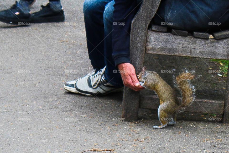 Tame squirrels at St James' Park London