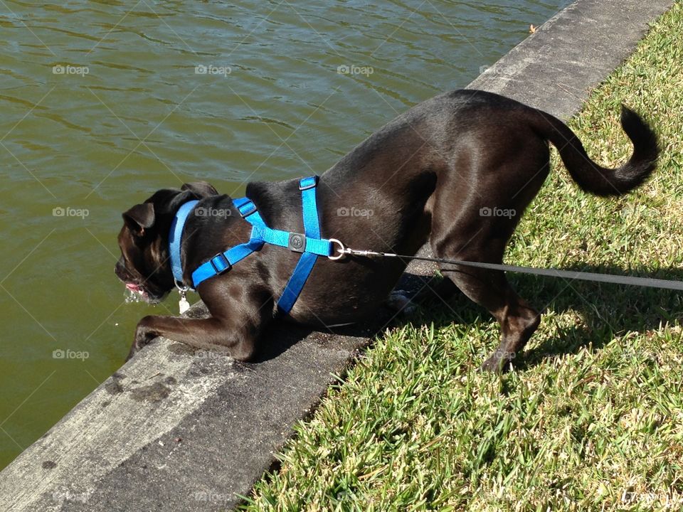 Dog drinking from lake