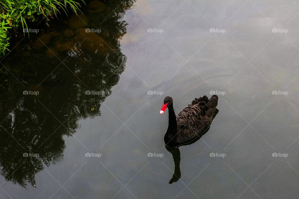 Black swan on lake