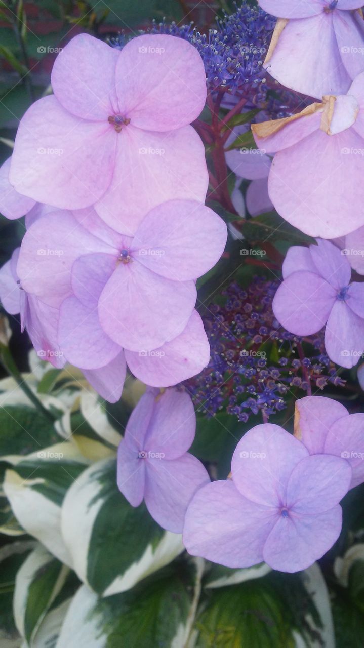 Nature, Flower, Flora, No Person, Summer