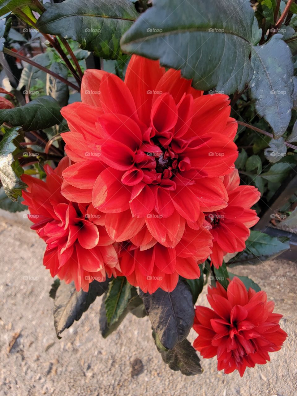 Red Flower