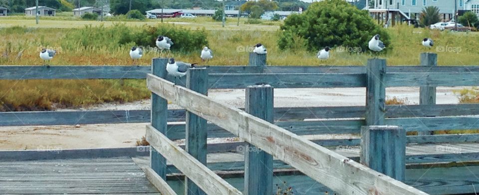 Perfectly placed seagulls. 