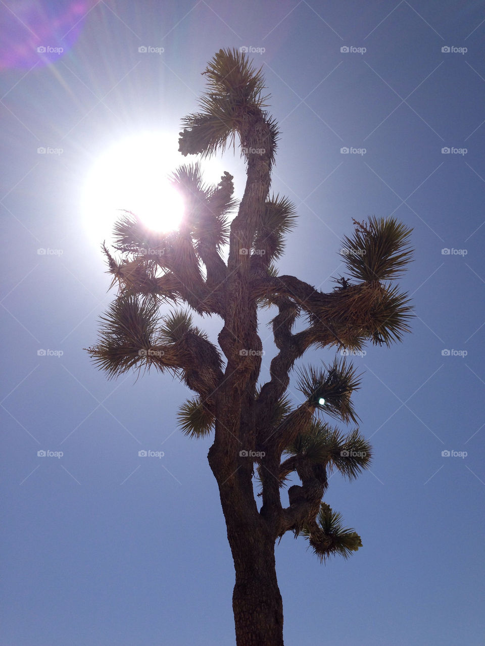 Joshua tree nat park